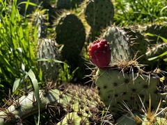 Opuntia oricola