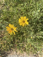 Dimorphotheca sinuata