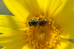 Ruizanthedella mutabilis