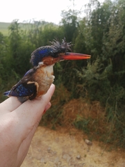 Corythornis cristatus