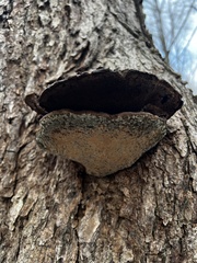 Pseudoinonotus dryadeus