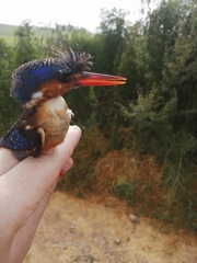 Corythornis cristatus
