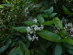 Ixora nigricans