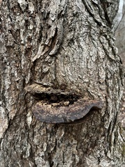 Pseudoinonotus dryadeus