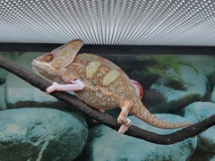 Chamaeleo calyptratus
