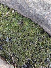 Bryum argenteum