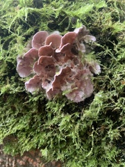 Chondrostereum purpureum