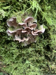 Chondrostereum purpureum