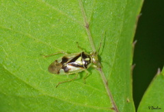 Orthops campestris