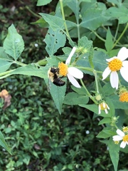 Bombus impatiens image