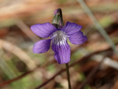 Viola septemloba