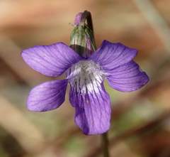 Viola septemloba