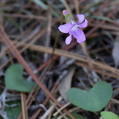 Viola septemloba