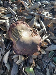 Xerocomellus dryophilus