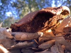 Xerocomellus dryophilus