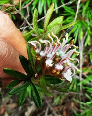 Grevillea phylicoides