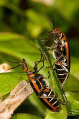 Pyrota tenuicostatis