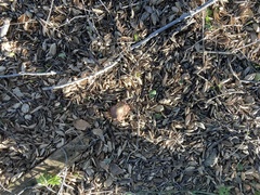 Xerocomellus dryophilus