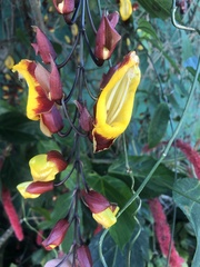 Thunbergia mysorensis