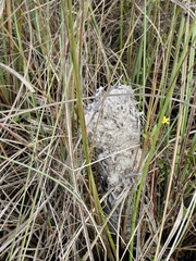 Crematogaster parapilosa