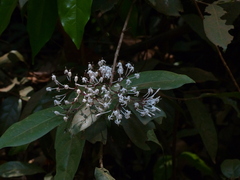 Ixora nigricans