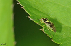 Orthops campestris