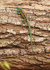 Cnemidophorus gaigei