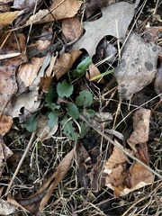 Packera obovata