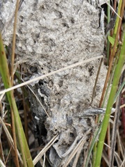 Crematogaster parapilosa