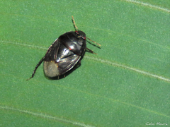Pangaeus