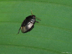 Pangaeus