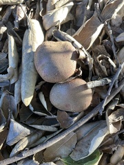 Xerocomellus dryophilus