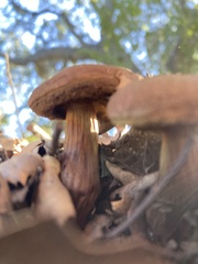 Xerocomellus dryophilus