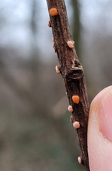 Nectria cinnabarina