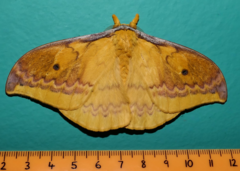 Syntherata