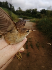 Acrocephalus scirpaceus baeticatus