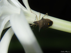 Proxys albopunctulatus
