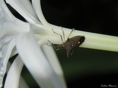 Proxys albopunctulatus