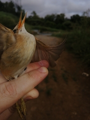 Acrocephalus scirpaceus baeticatus