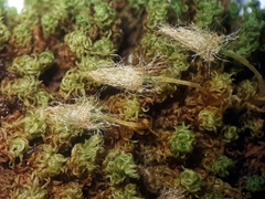Ulota lutea