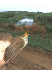 Acrocephalus scirpaceus baeticatus