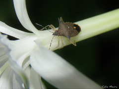 Proxys albopunctulatus