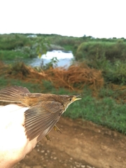 Acrocephalus scirpaceus baeticatus
