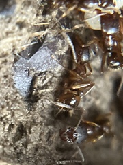 Aphaenogaster fulva