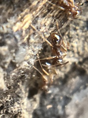 Aphaenogaster fulva