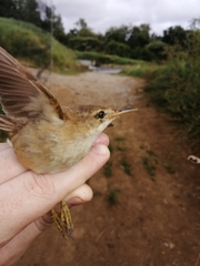 Acrocephalus scirpaceus baeticatus