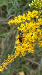 Megacyllene robiniae