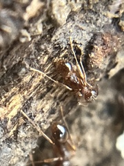 Aphaenogaster fulva