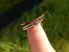 Dichromorpha elegans