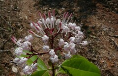 Ixora nigricans